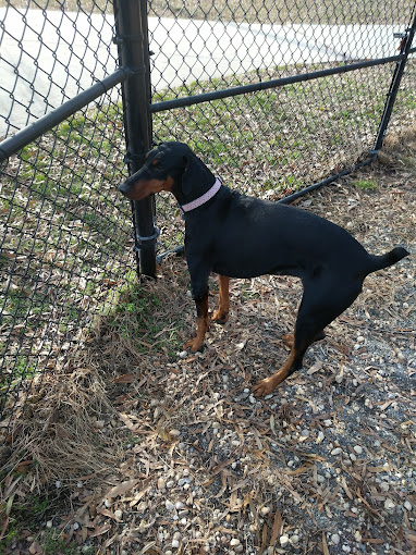 Chevy Chase Dog Park in Washington, D.C.