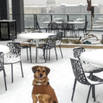 The Dogs of DC Got A Snow Day