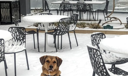 The Dogs of DC Got A Snow Day