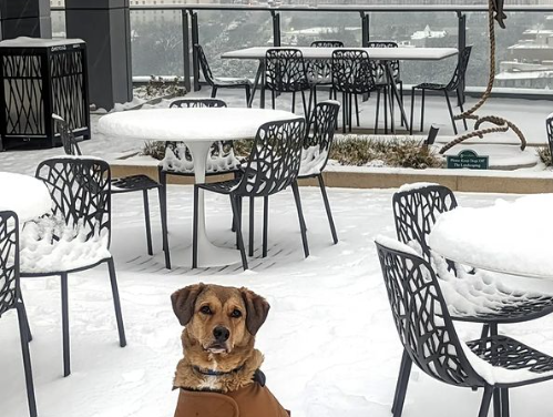 The Dogs of DC Got A Snow Day