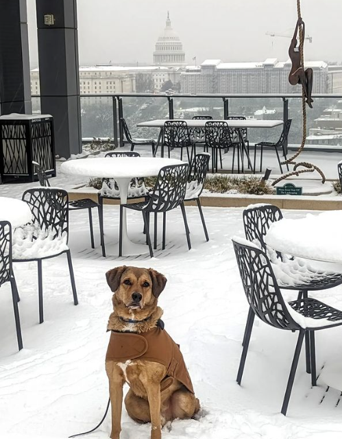 The Dogs of DC Got A Snow Day