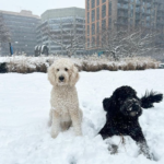 Another snow day here in Washington, D.C. Another day of dogs loving the snow.