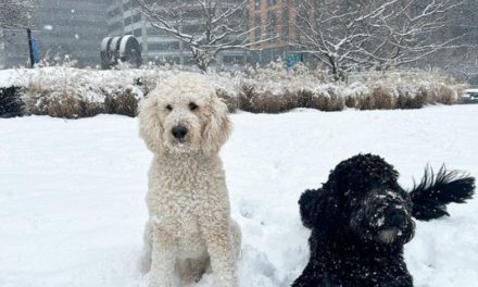 Another snow day here in Washington, D.C. Another day of dogs loving the snow.