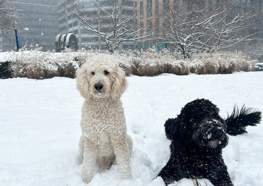 Another snow day here in Washington, D.C. Another day of dogs loving the snow.