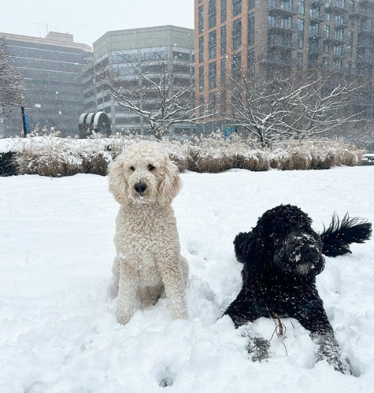 Another snow day here in Washington, D.C. Another day of dogs loving the snow.