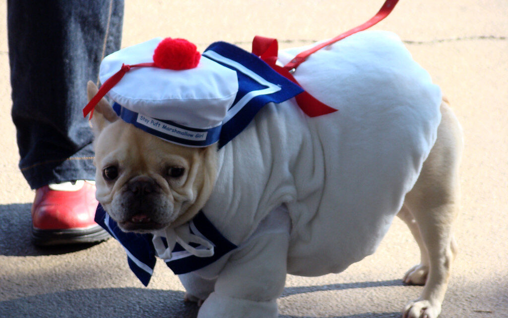 Dogs of DC Halloween Costumes of 2024