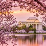 Top 5 Dog-Friendly Cherry Blossom Events in DC