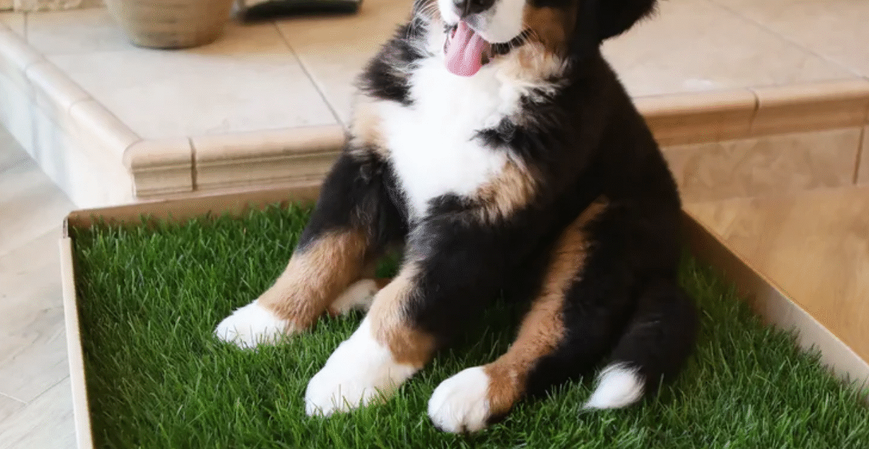 Essentials for owning a dog in Washington, D.C.